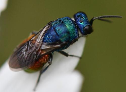 Réf. 261 023 : Hedychrum sp.